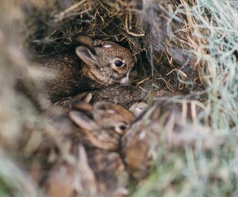 Here’s What You Should Do If You Find A Nest of Baby Rabbits
