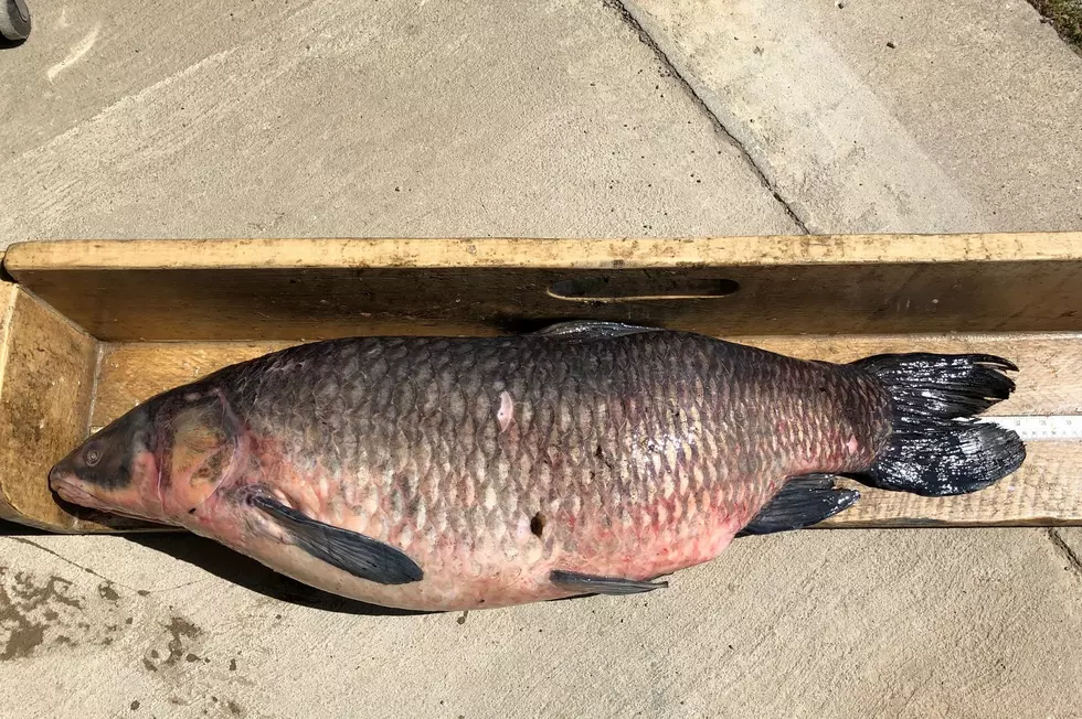 Invasive Fish Species Found in Ohio River