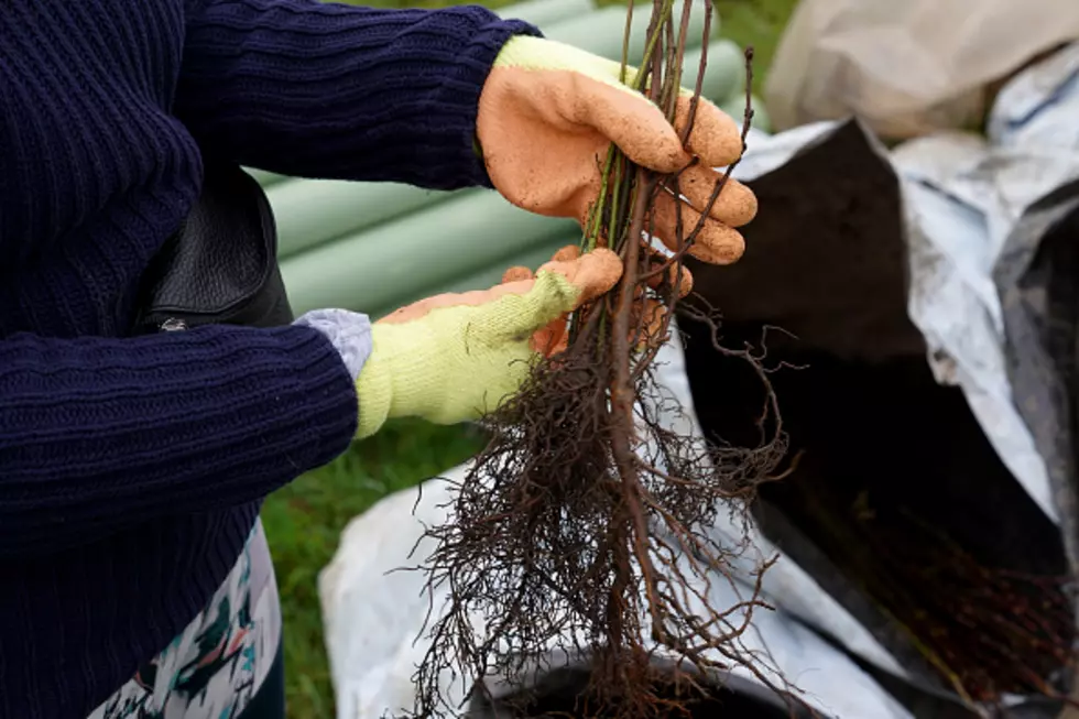 Annual Tree Seedling Giveaway Today