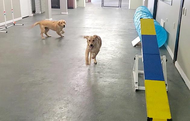 Paws Town Canine Campus Moving to New Location