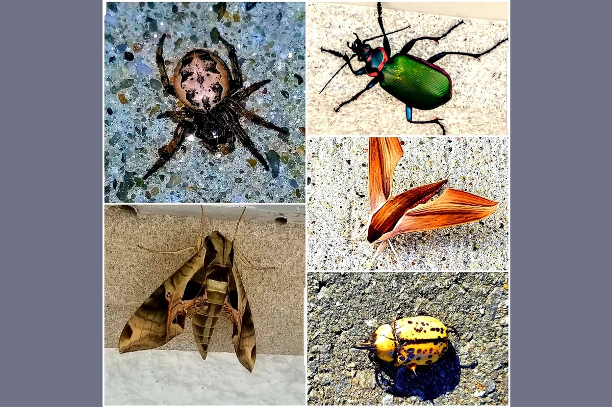 ugly bugs found in ohio