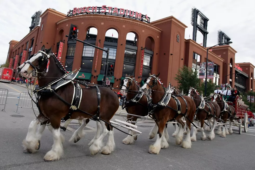 Budweiser Clydesdales Coming to Cave City, Kentucky