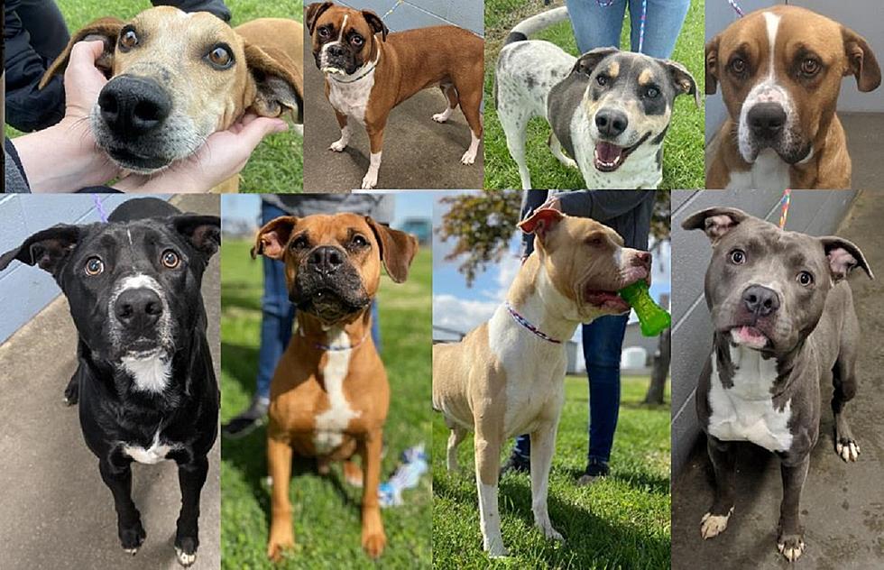 Pure Cuteness, $25 Dog Adoptions Underway with Daviess County Shelter