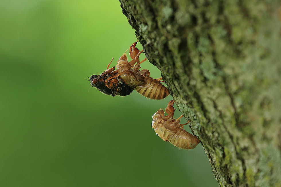 Hear Cicadas Buzzing on New Kentucky Phone Hotline