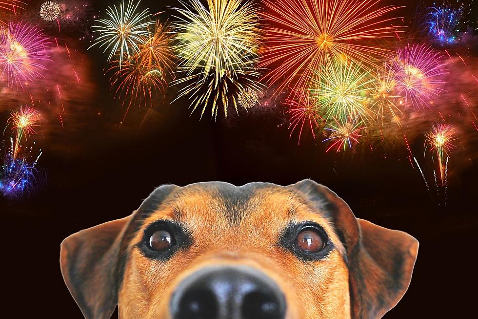 My Dogs Are Scared of Fireworks, What Can I Do for Them on 4th of July? [Video]