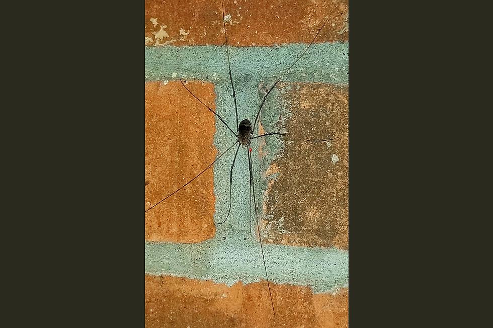 Daddy Longlegs' Creepy Behavior [VIDEO]