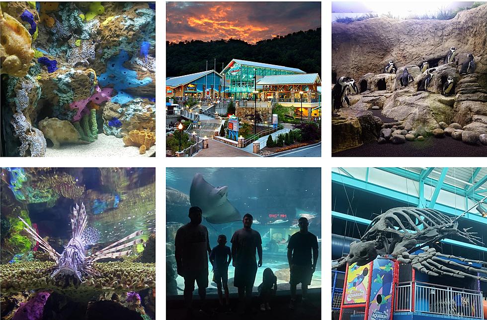 Top 3 Most Fun Things To Do at Ripley’s Aquarium in Gatlinburg (GALLERY)
