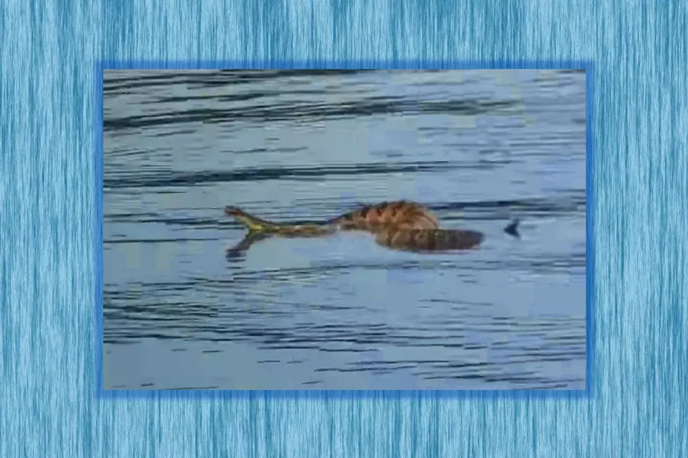 Kentucky&#8217;s Largest Venomous Snake Is Also a Good Swimmer [VIDEOS]