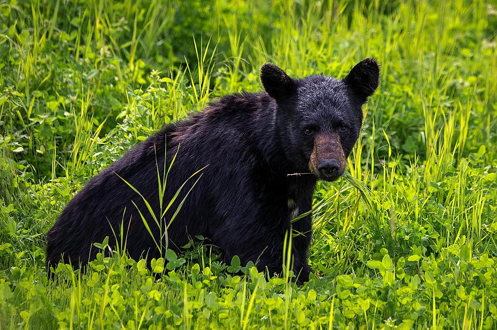 Black Bear Sighting in Webster County, Kentucky