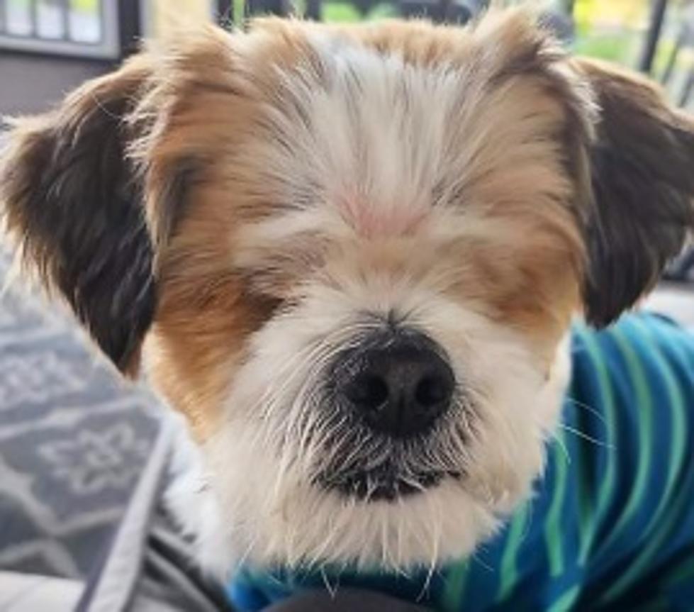 URGENT: Special Needs Blind Shih Tzu Seeking Special Family to Love