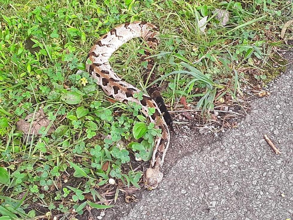 Big Rattlesnake Found at Kentucky Lake This Weekend &#038; It&#8217;s Baby Snake Season