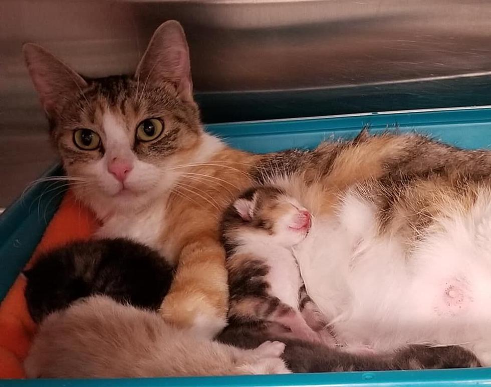Fosters Desperately Needed for Kittens at Shelter in Owensboro