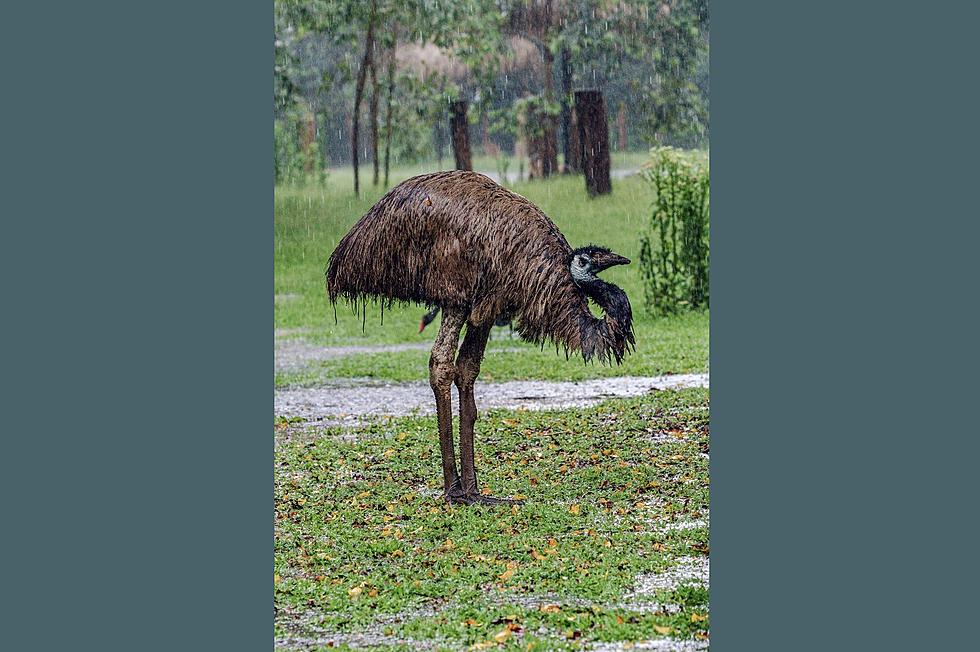 Kentucky County Dealing with Runaway Emu