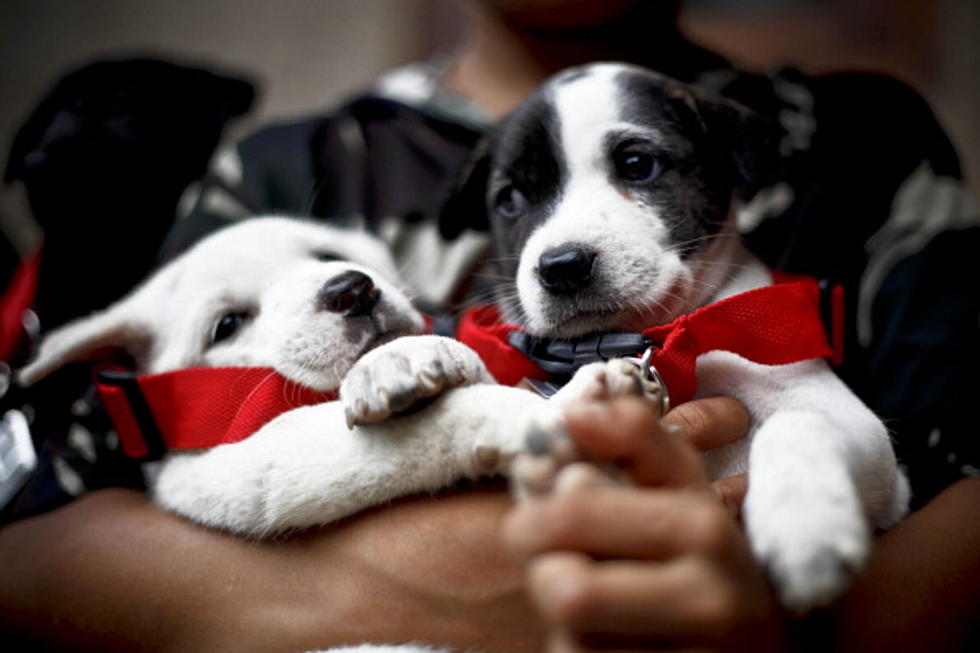 If Your Dog Needs a Rabies Shot, You Can Get It in Owensboro Next Month