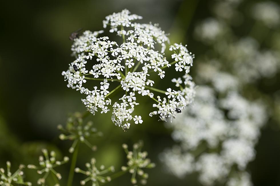 I Had No Idea Poison Hemlock Was Common in Kentucky