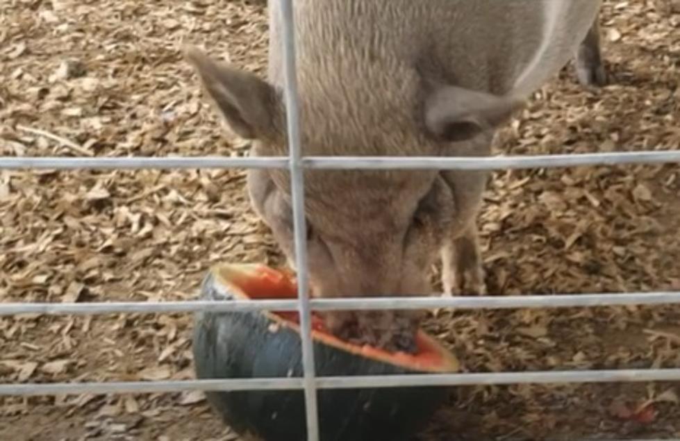 HILARIOUS:  A Potbelly Pig Gobbles Up Watermelon At Reid&#8217;s Orchard (VIDEO)