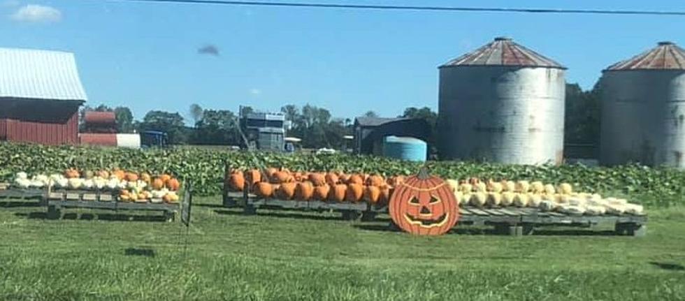 The Cheapest Pumpkins In Daviess County