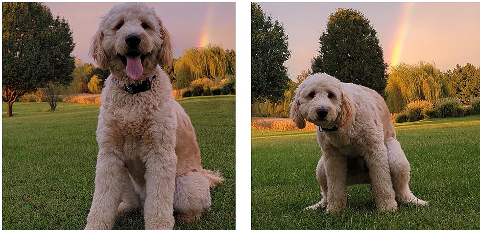Rockport Goldendoodle Proves There&#8217;s More Than Gold At The End of the Rainbow