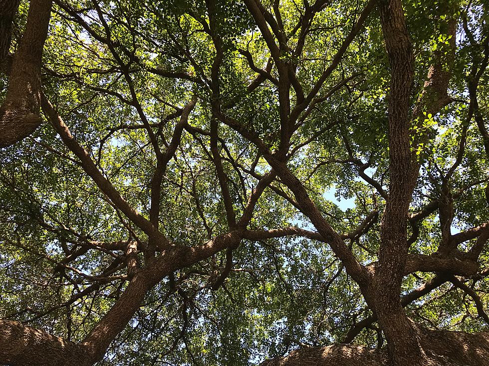 Who’s Responsible For An Overhanging Tree?  You Or Your Neighbor?