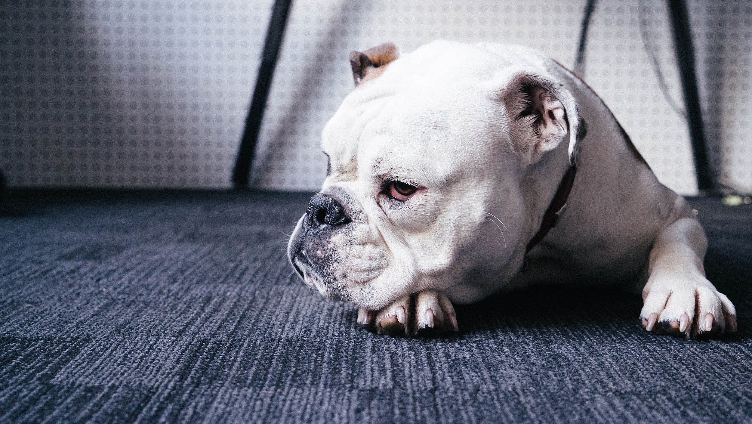 Why Do Dogs Always Seem to Vomit on Carpet or the Rugs?