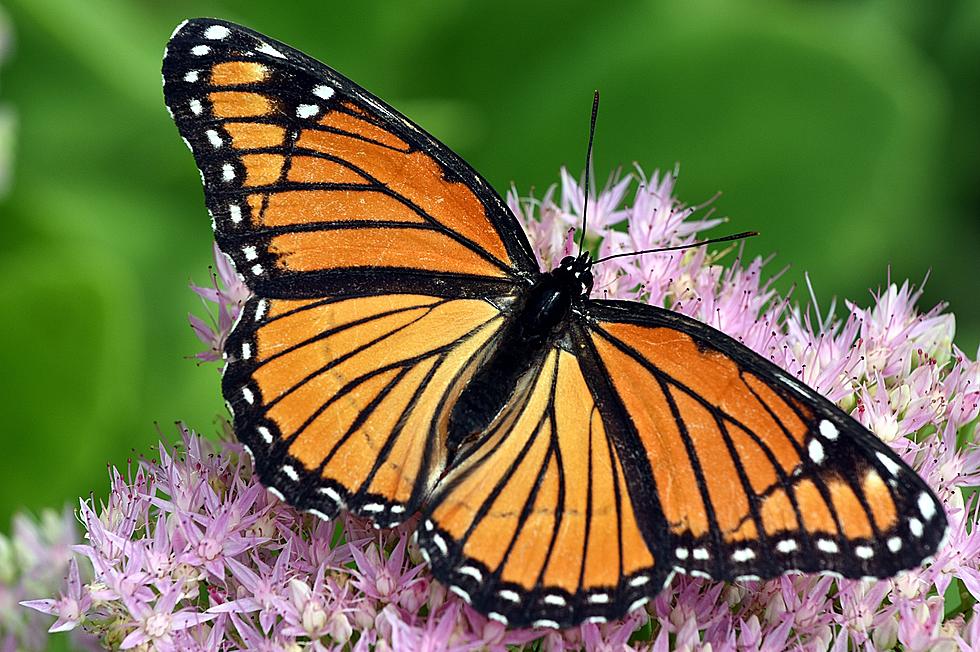 Butterfly Tagged in Kentucky Makes It to Mexico…1600 Miles Away