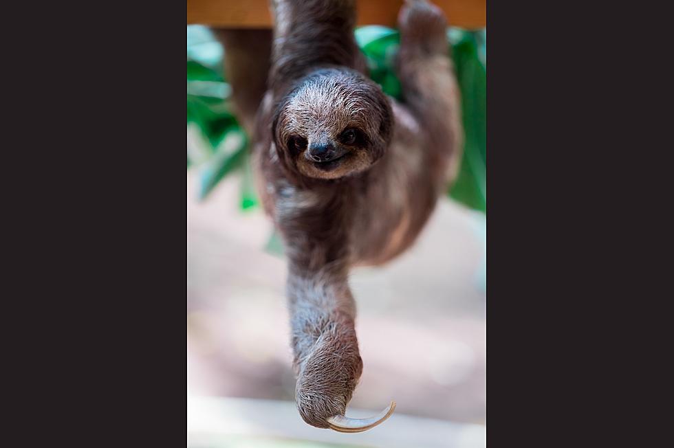 Louisville Zoo Offering Behind-the-Scenes Sloth Experience
