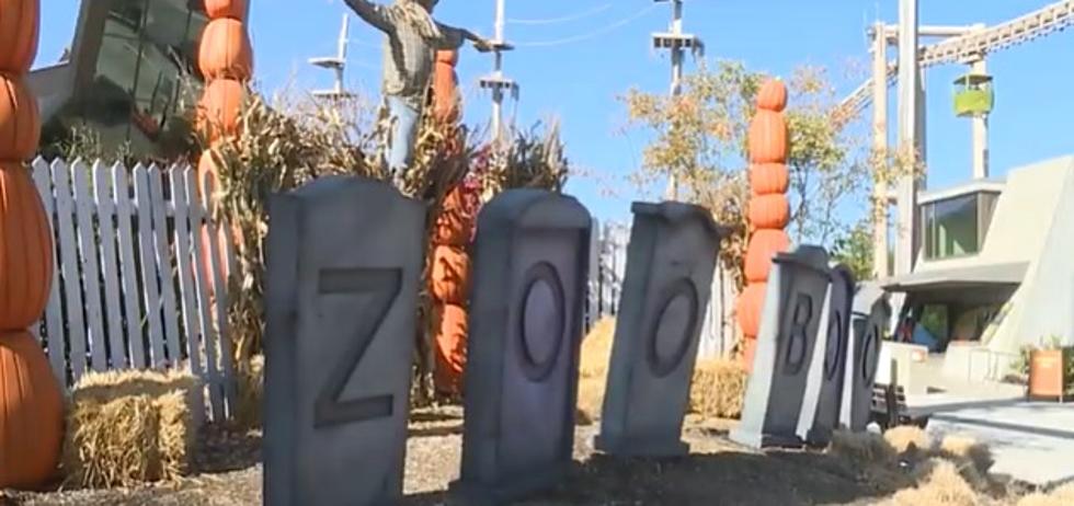 ZooBoo Celebrates 40 Years at the Indianapolis Zoo & You Need To Go