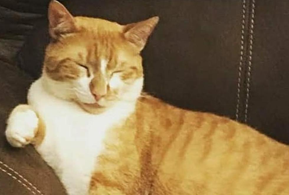 Angel’s Rescue Cat Cheddar Boo Has Gone Missing & She’s Needs Your Help