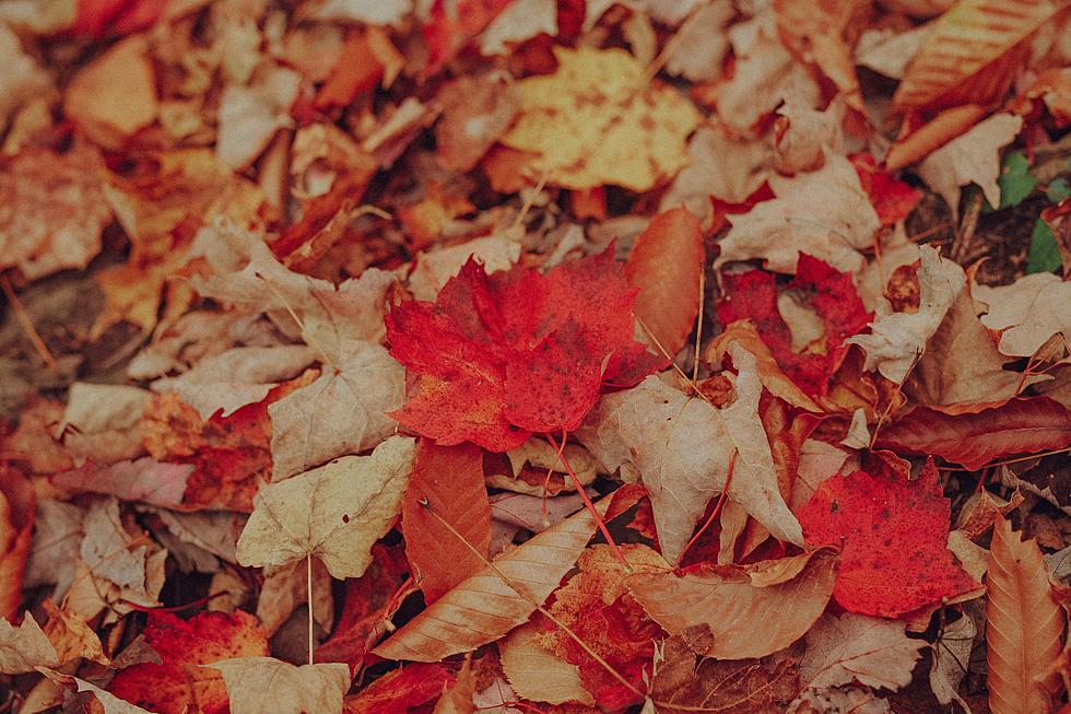Autumn Leaves, The Good News and The Bad News