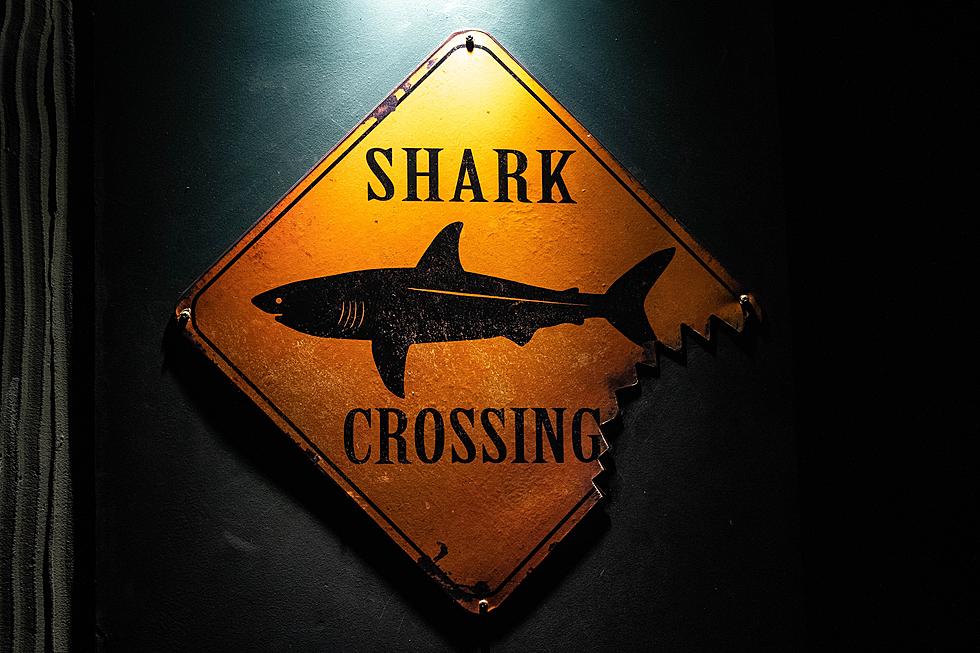 Why Kentucky Appears on a List of States That Have Reported Shark Attacks