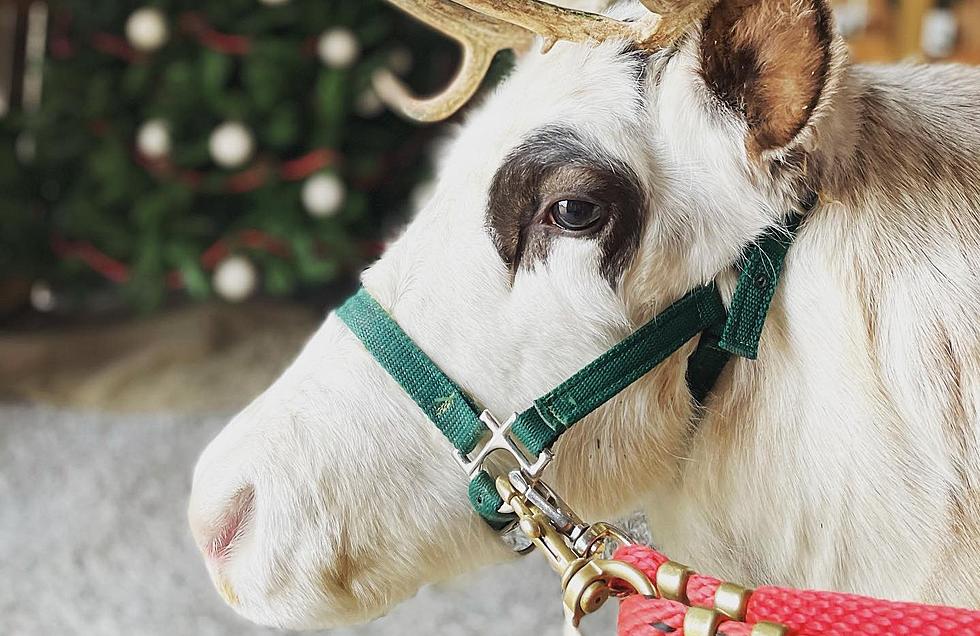 Enjoy A Visit With Santa’s Magical Reindeer Farm At This Western Kentucky Town