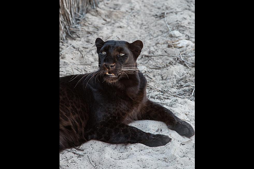 Here&#8217;s Why You Shouldn&#8217;t Believe a Black Panther Was Spotted in Grayson, Kentucky