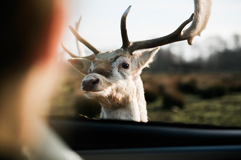 Holiday Tradition! Meet Santa's Live Reindeer in Santa Claus