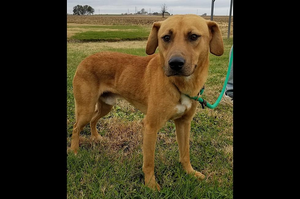 Don&#8217;t Let This Daviess County, Kentucky Pooch Be Euthanized &#8212; He Needs a Home Now