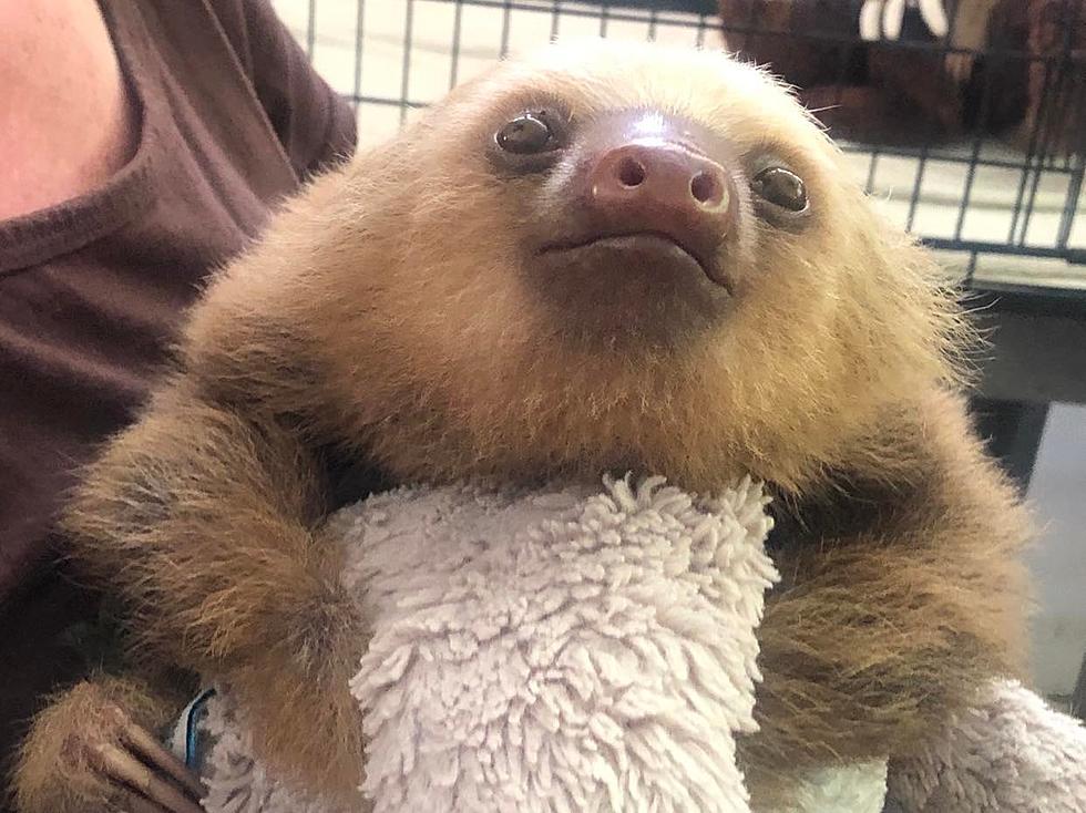 15 Adorable Photos from the Sloth Sanctuary in Costa Rica