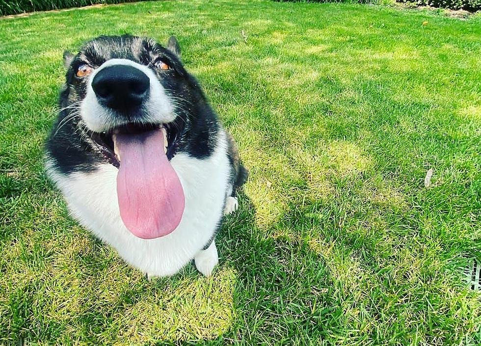 Kentucky Family Creates &#8220;Paws&#8221;itively Perfect Insta Page For Their Pup