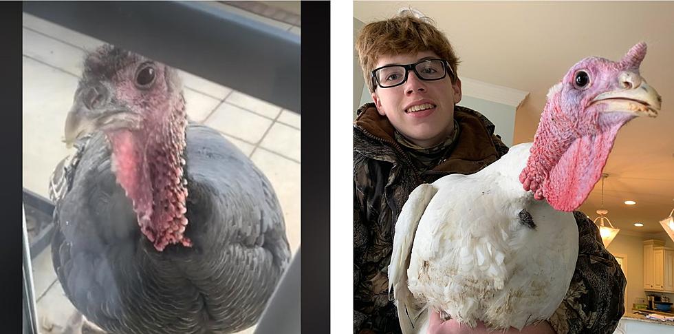 Hilarious Kentucky Turkeys Knock On Family’s Door Wanting To Hang Out