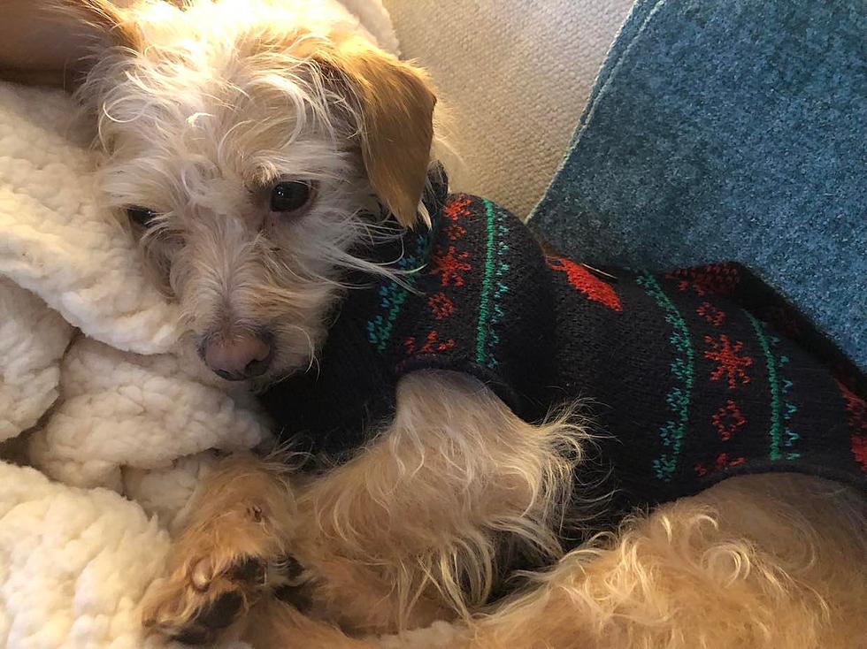 It’s Sweater Weather for Dogs in Western Kentucky and We Have Adorable Photos!