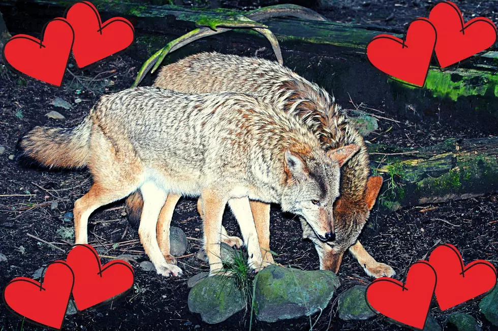 It&#8217;s KY Coyote Mating Season &#8212; Make Sure They Don&#8217;t Go Lookin&#8217; for Love in All the Wrong Places