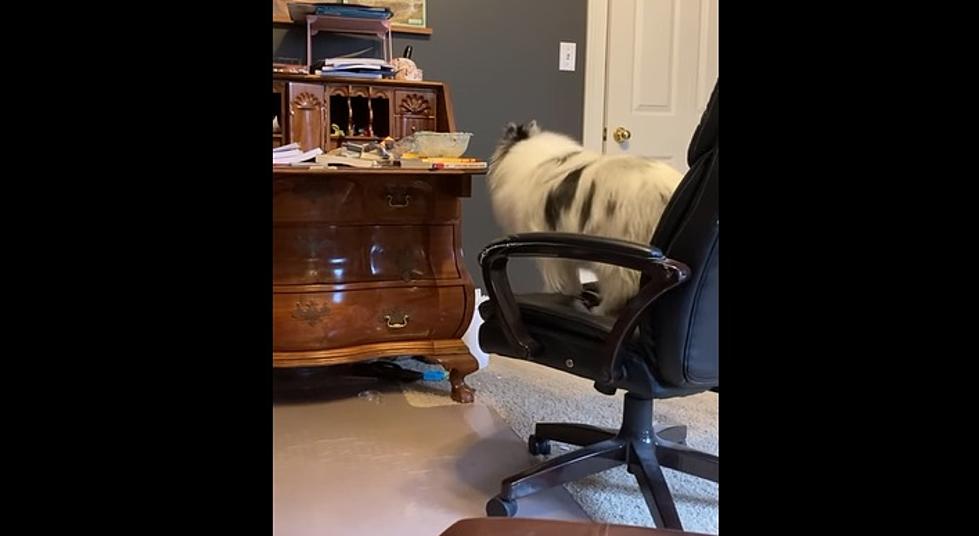 Owensboro Dog Caught On Camera Trying To Steal Food Is HILARIOUS