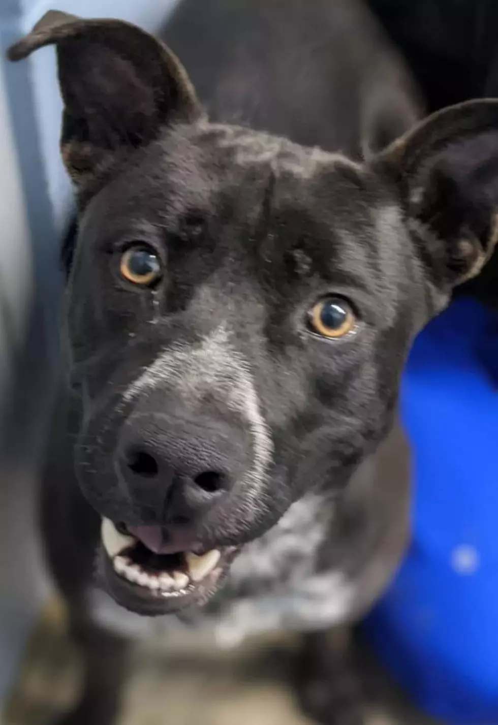 DAVIESS COUNTY ANIMAL SHELTER