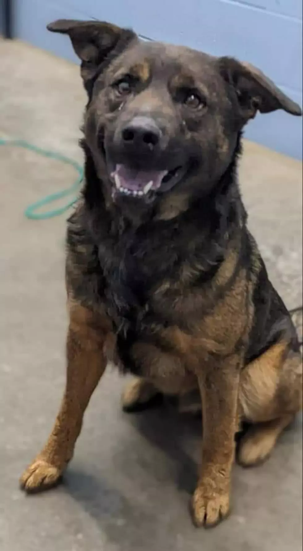 DAVIESS COUNTY ANIMAL SHELTER