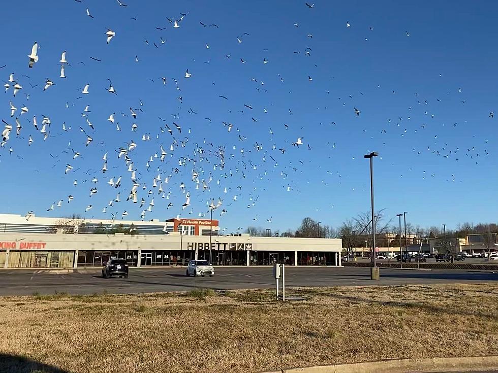 Have You Ever Seen Seagulls in Kentucky? Here&#8217;s Why You Might!