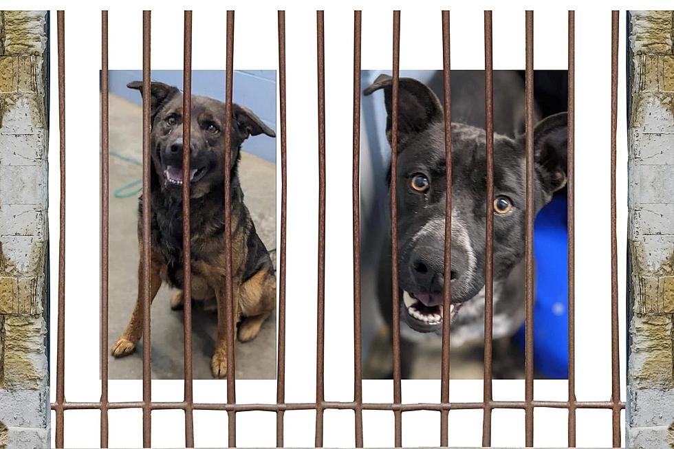 URGENT: Two Adorable Shelter Pups Have Been Locked Behind Bars For Far Too Long