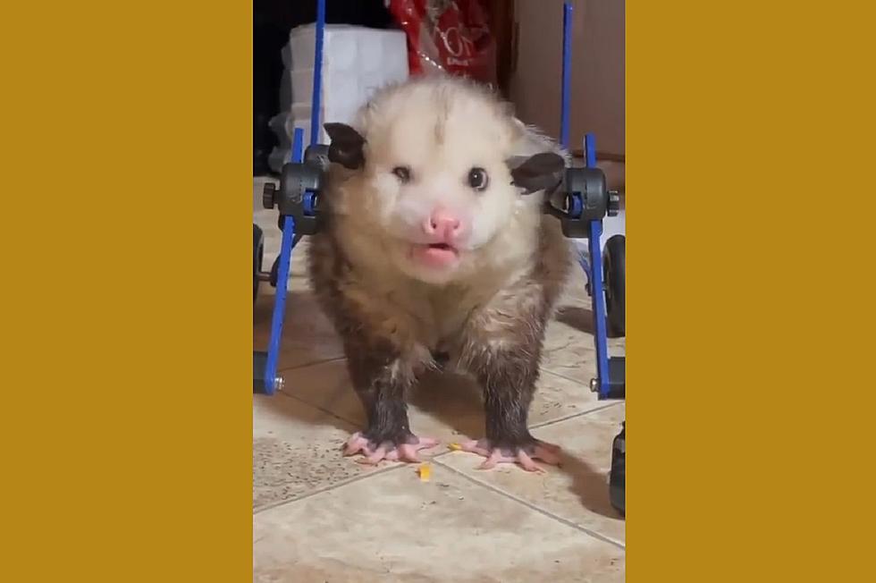A Kentucky Wildlife Center Creates a Wheelchair for Disabled Possum [VIDEO]