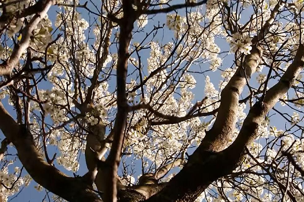 KY County Says 'No' to Invasive Bradford Pears