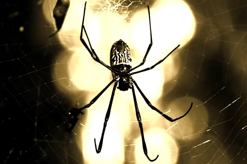 Are 'Parachuting' Spiders in Kentucky?