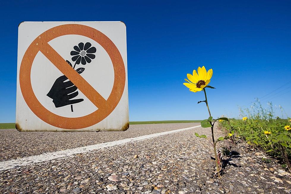 Is It Illegal To Pick Wildflowers From The Side Of The Road In Kentucky? [VIDEO]