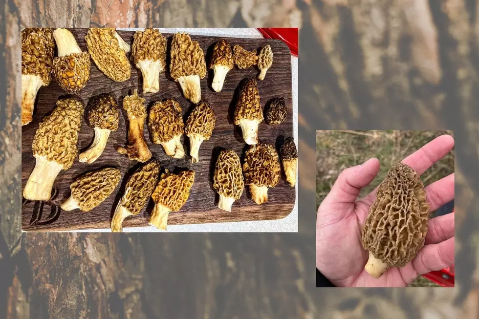 The 5 Best Places in Kentucky to Hunt Morel Mushrooms This Spring