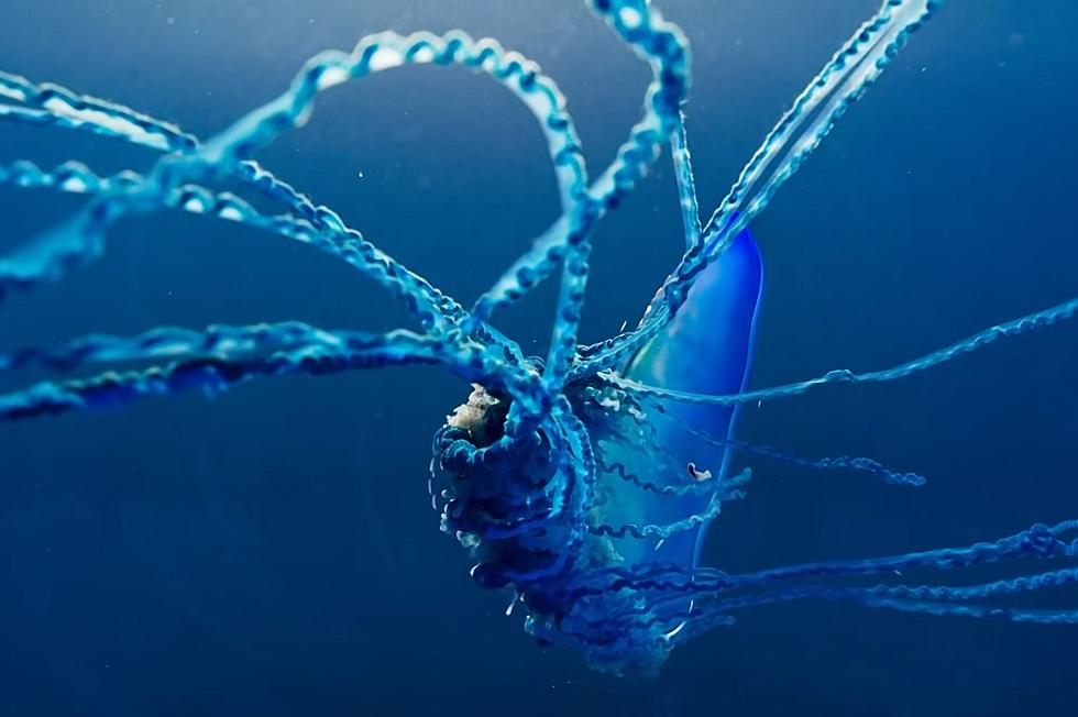 Dangerous Portuguese Man-of-Wars Have Been Spotted on Florida Beaches